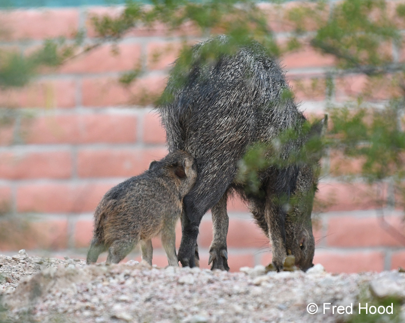 javelina nursing