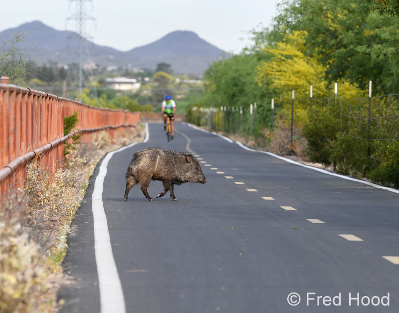 javelina on bike path