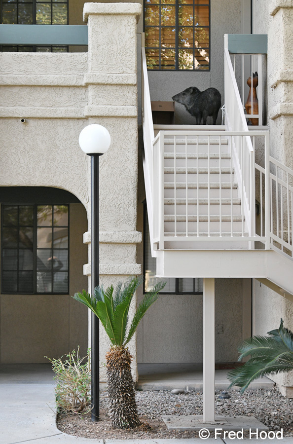 javelina on my neighbors porch