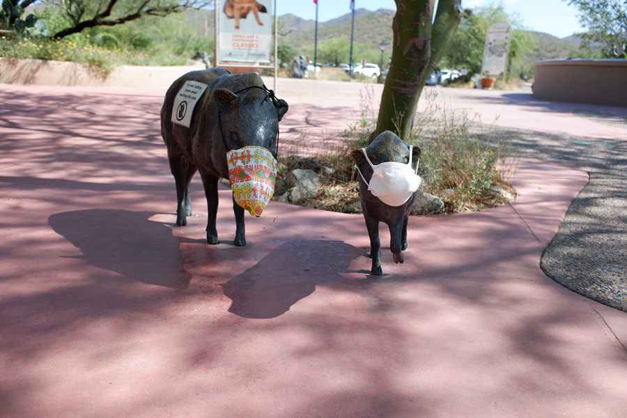 Javelina statues with Covid face masks