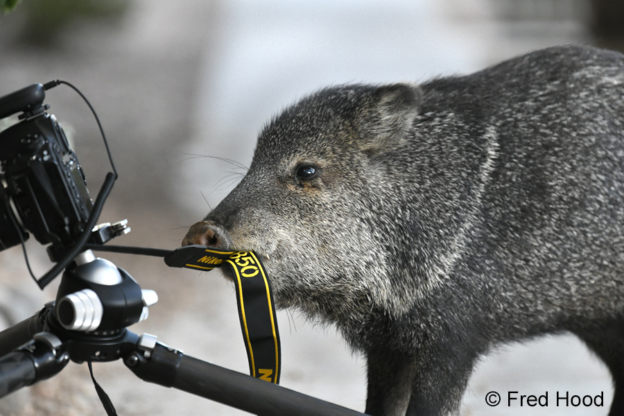 javelina tasting my camera strap