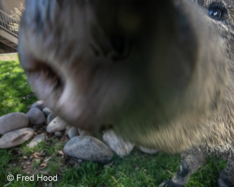 javelina up close