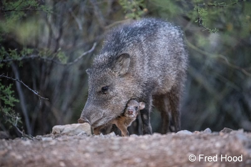 javelina with baby