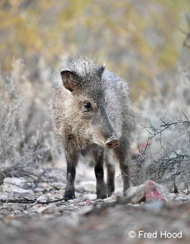 javelina