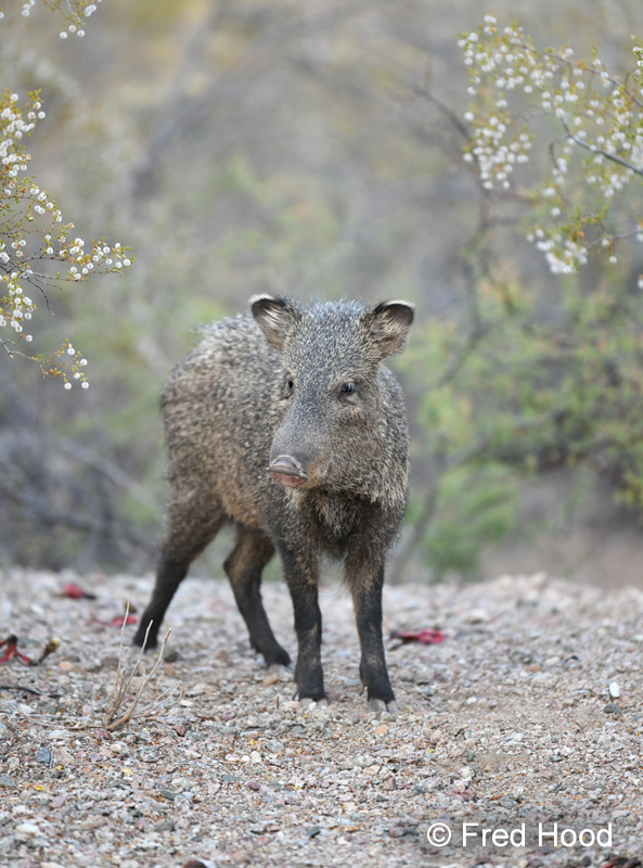 javelina