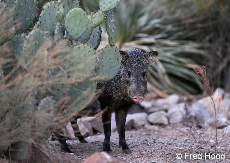 javelina
