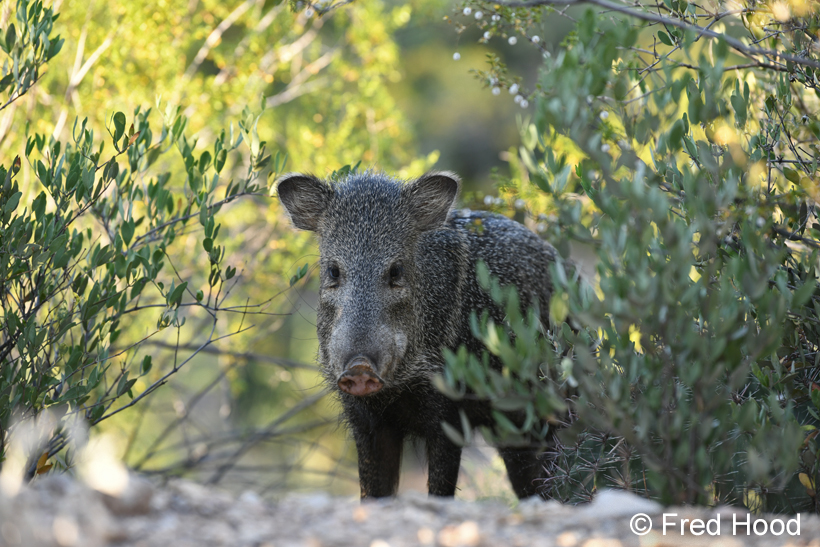 javelina
