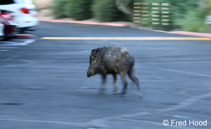 javelina
