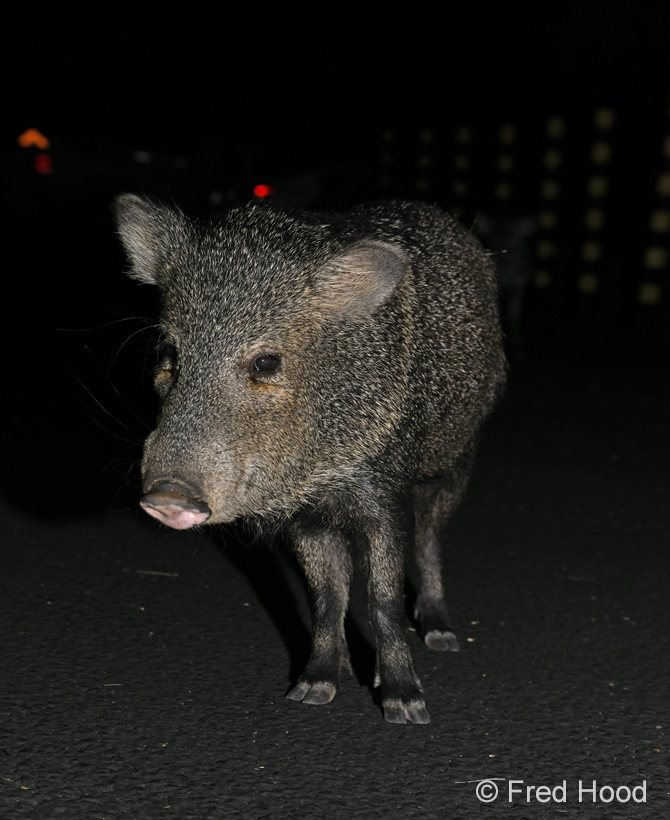 javelina
