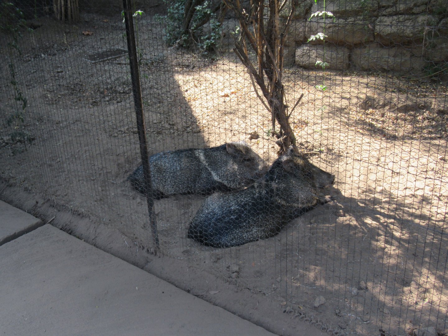 Javelina