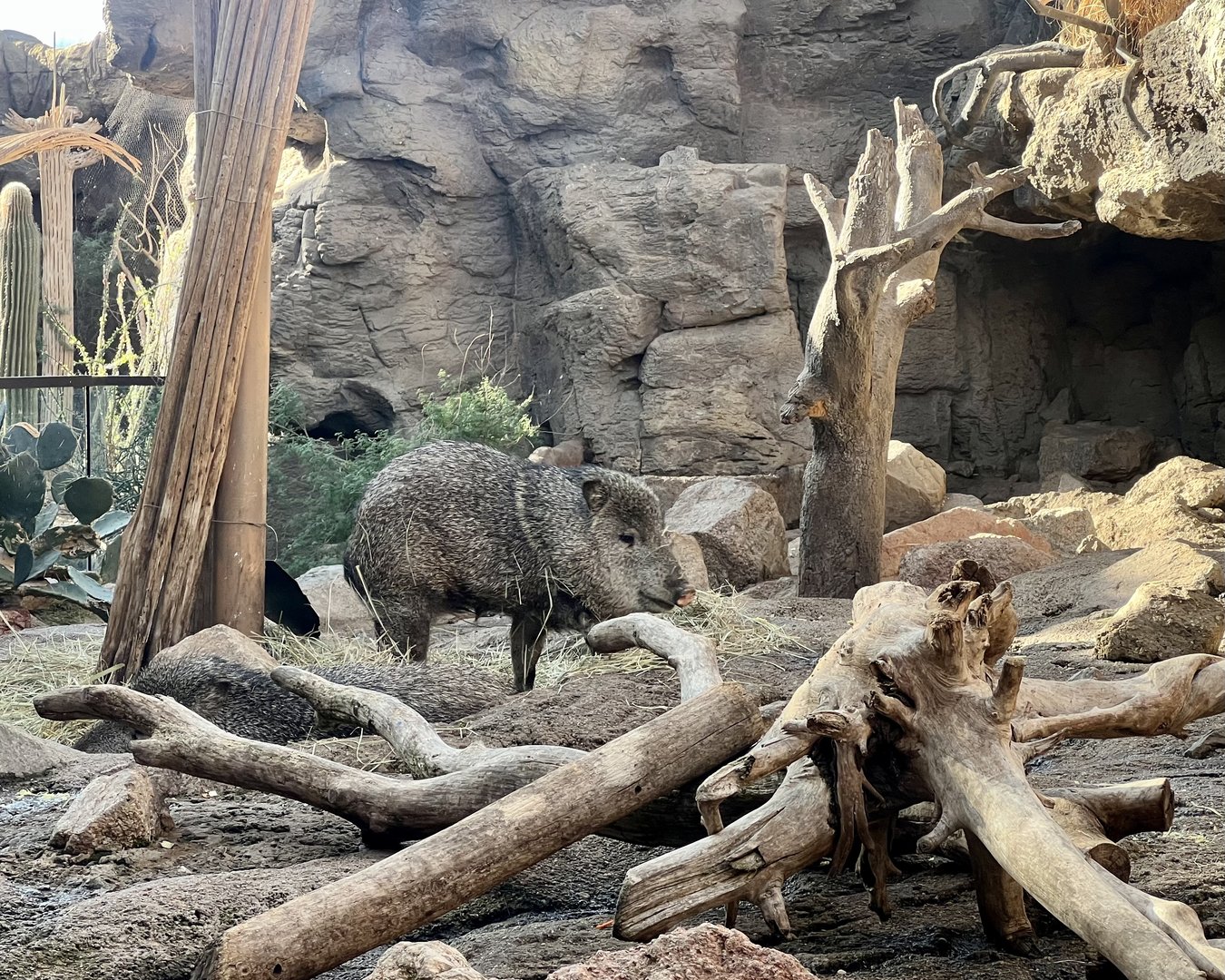 Javelina