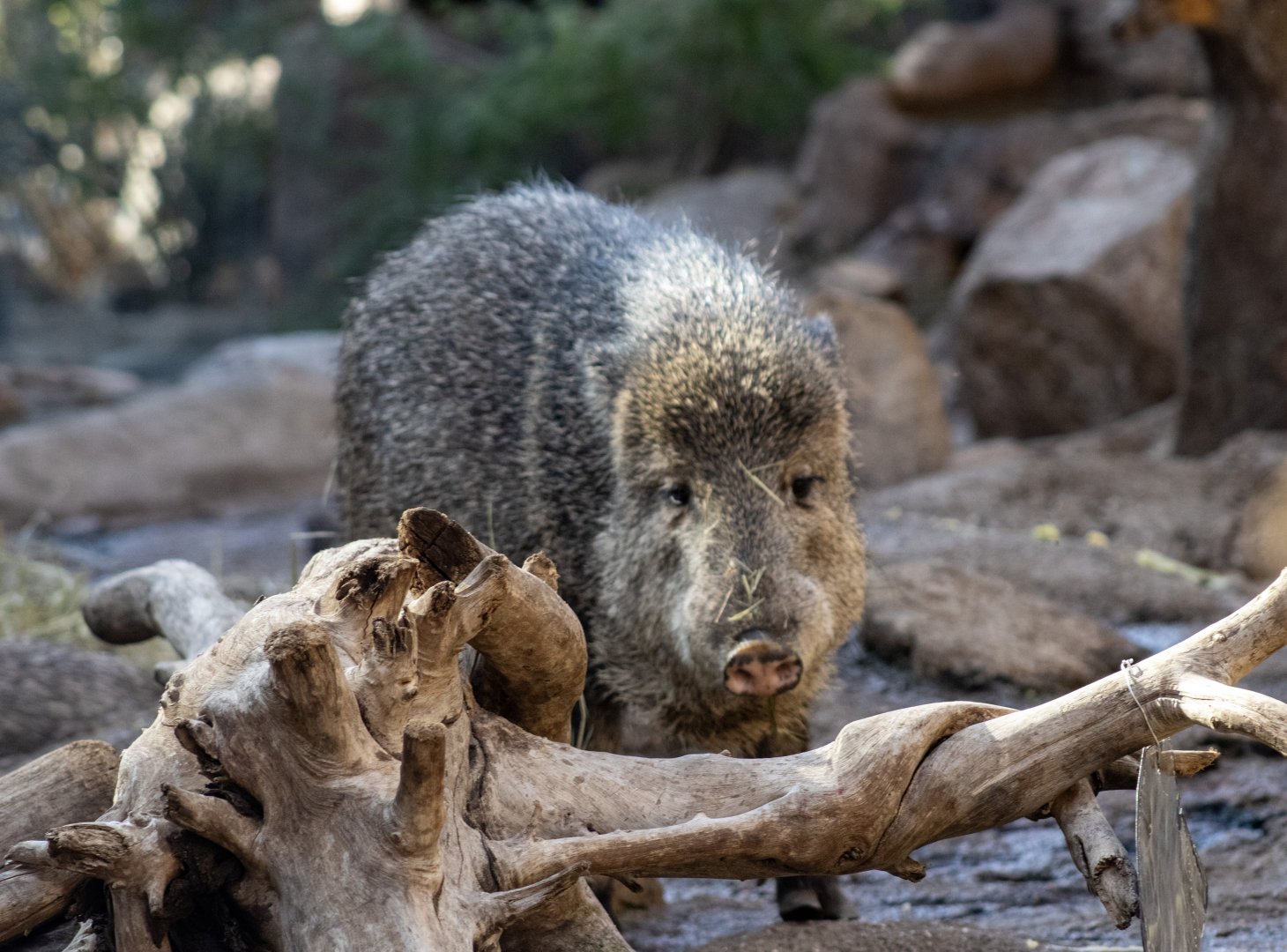 Javelina