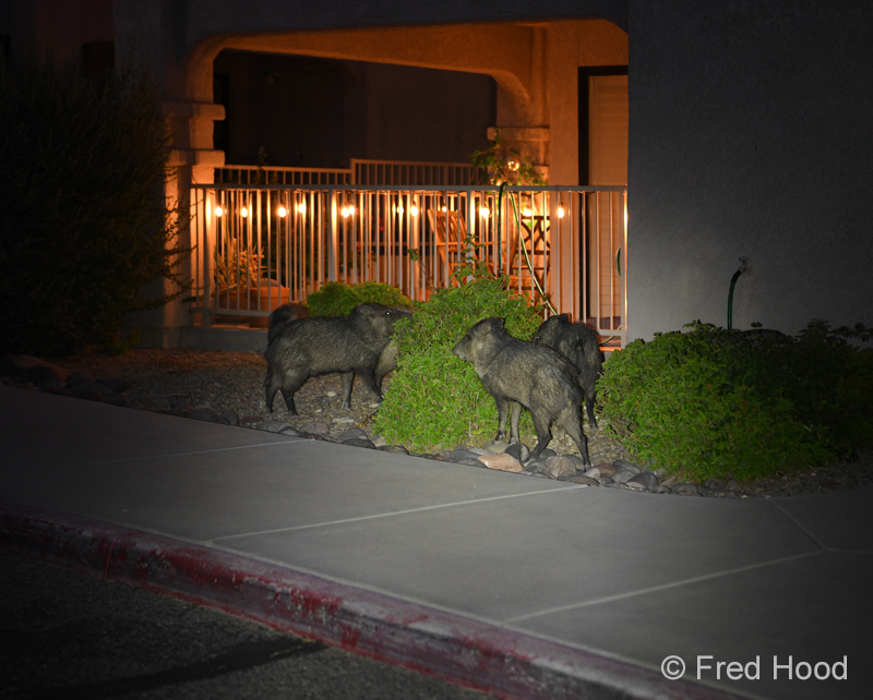 javelinas at night