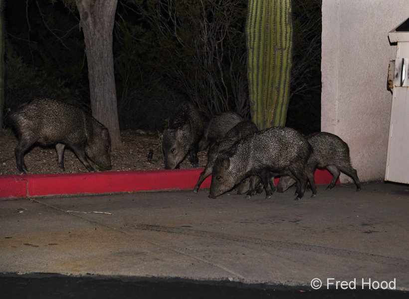 javelinas (by trash dumpster)
