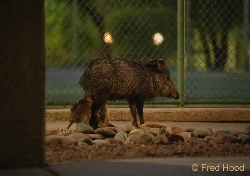 javelinas nursing next to tennis court