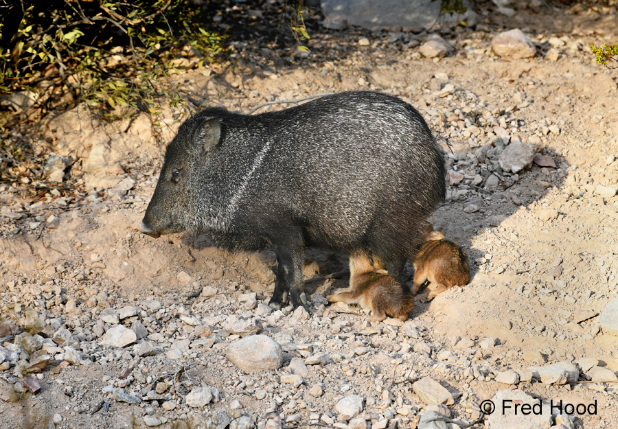 javelinas nursing