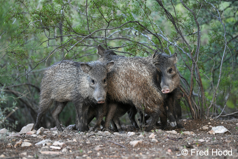 javelinas rubbing