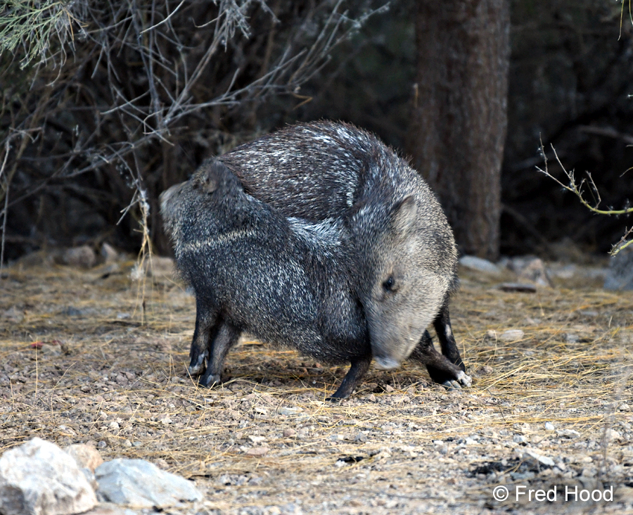 javelinas scent marking each other