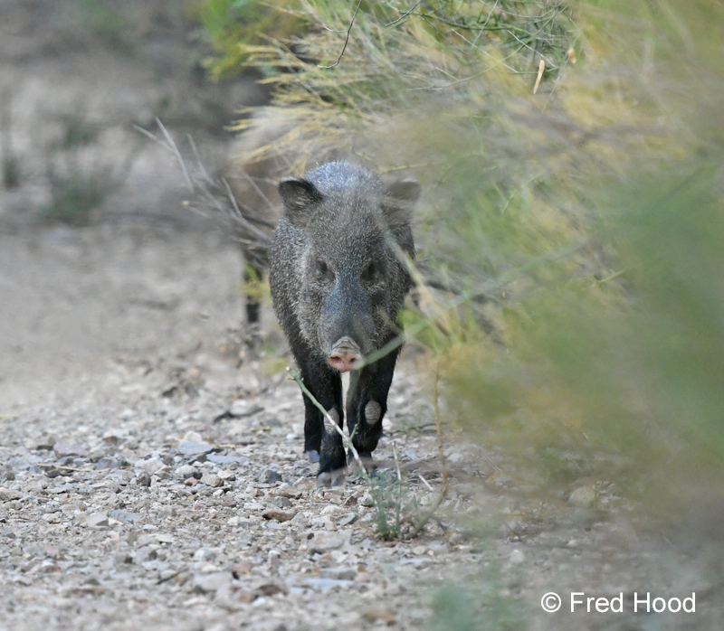 javelinas