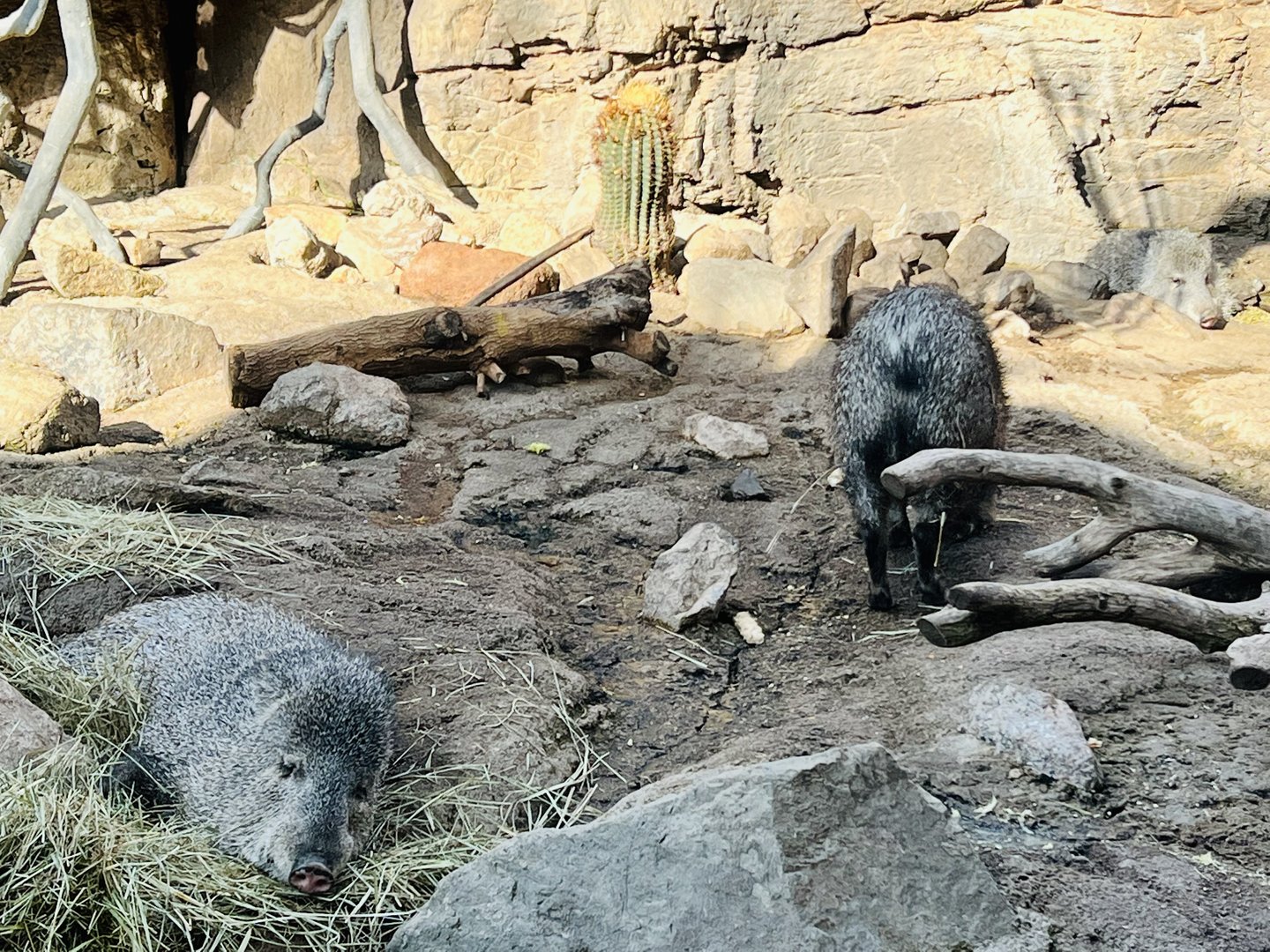 Javelinas