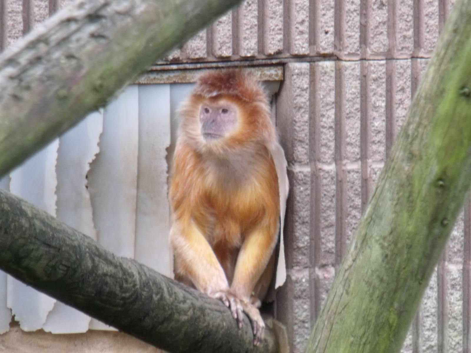 Javen Brown Langur