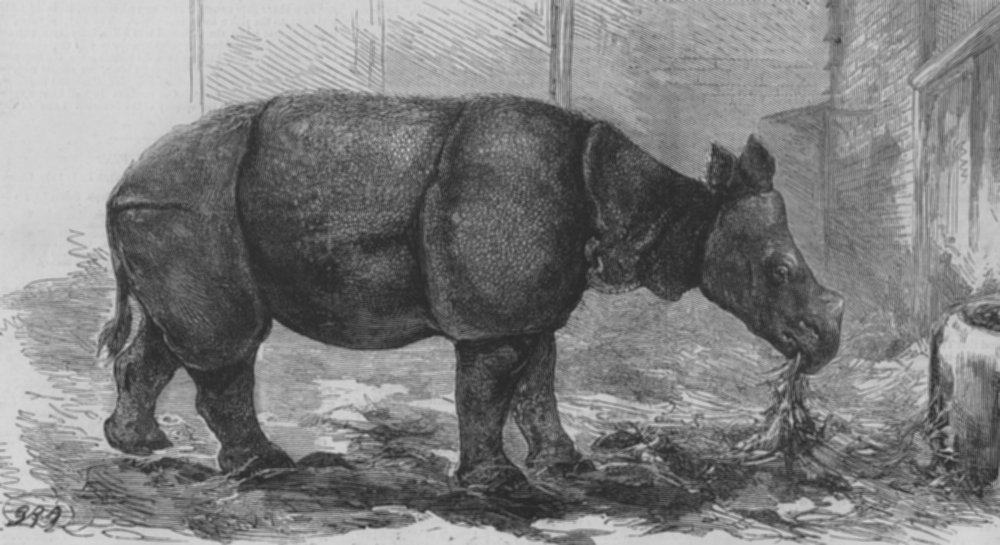 Javen Rhino 1875