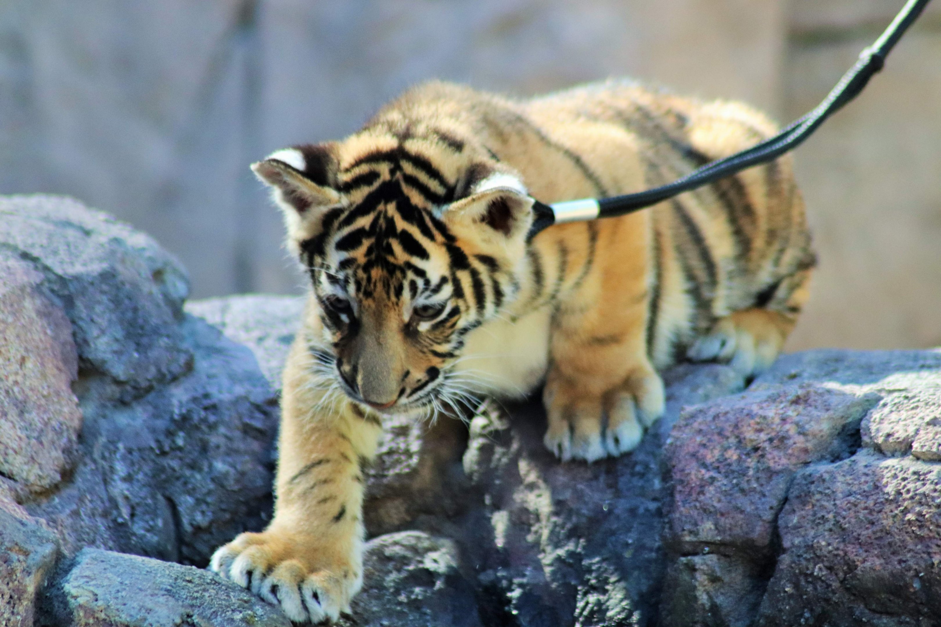 'Javi' - Hybrid Tiger Cub (Panthera tigris)