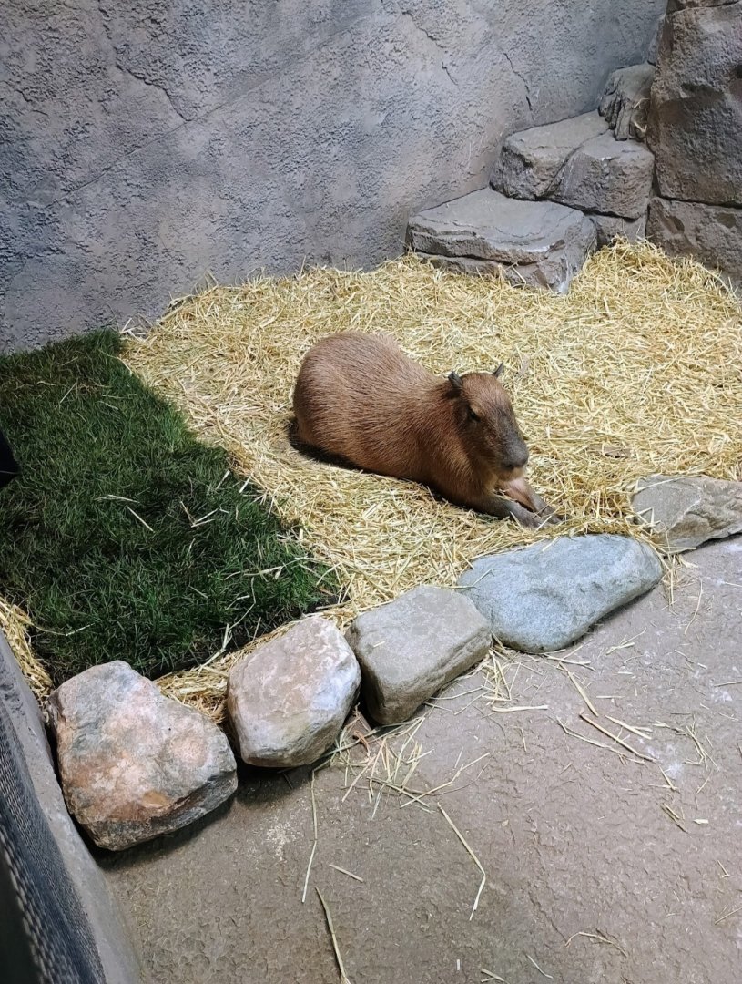 Javier the Capybara (6/21/25)