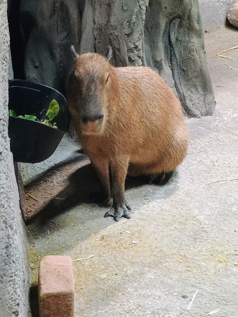 Javier the Capybara (6/21/25)