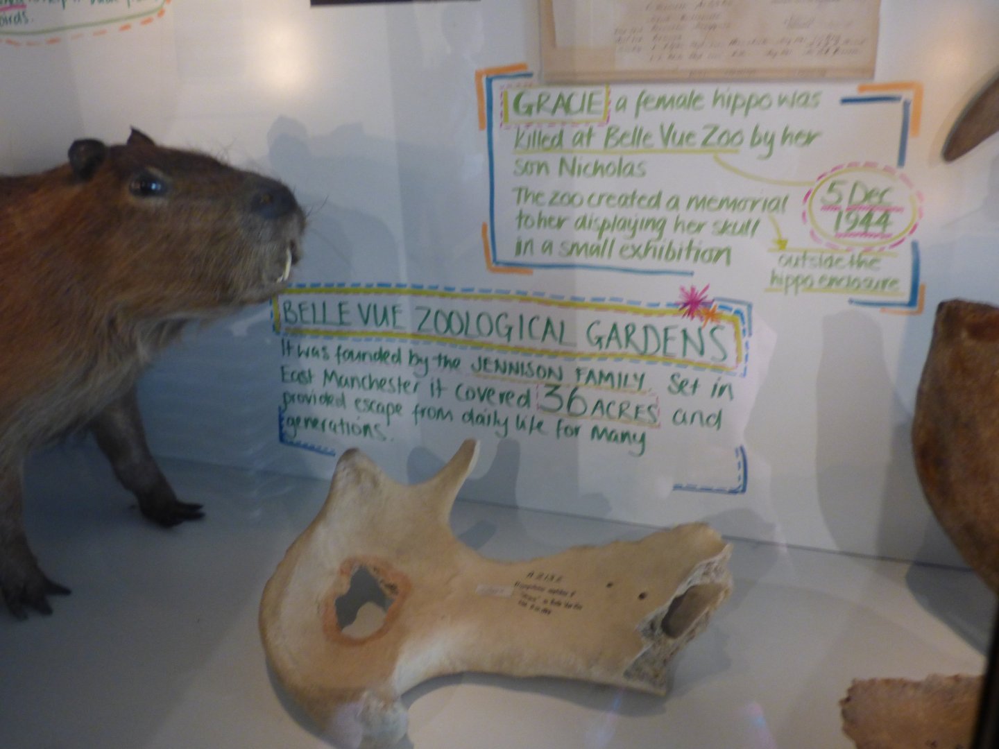 Jaw bone of Gracie the Hippo from Belle Vue Zoo
