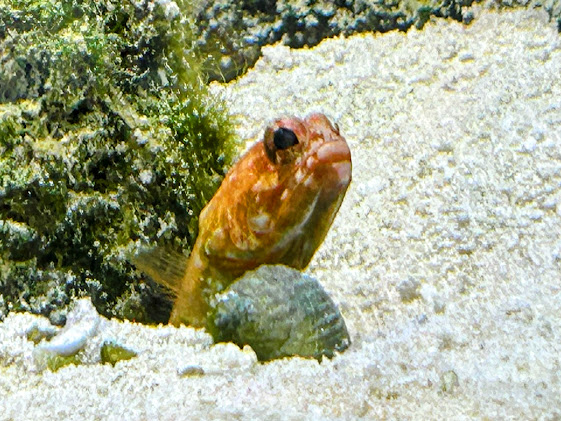 Jawfish sp.ID