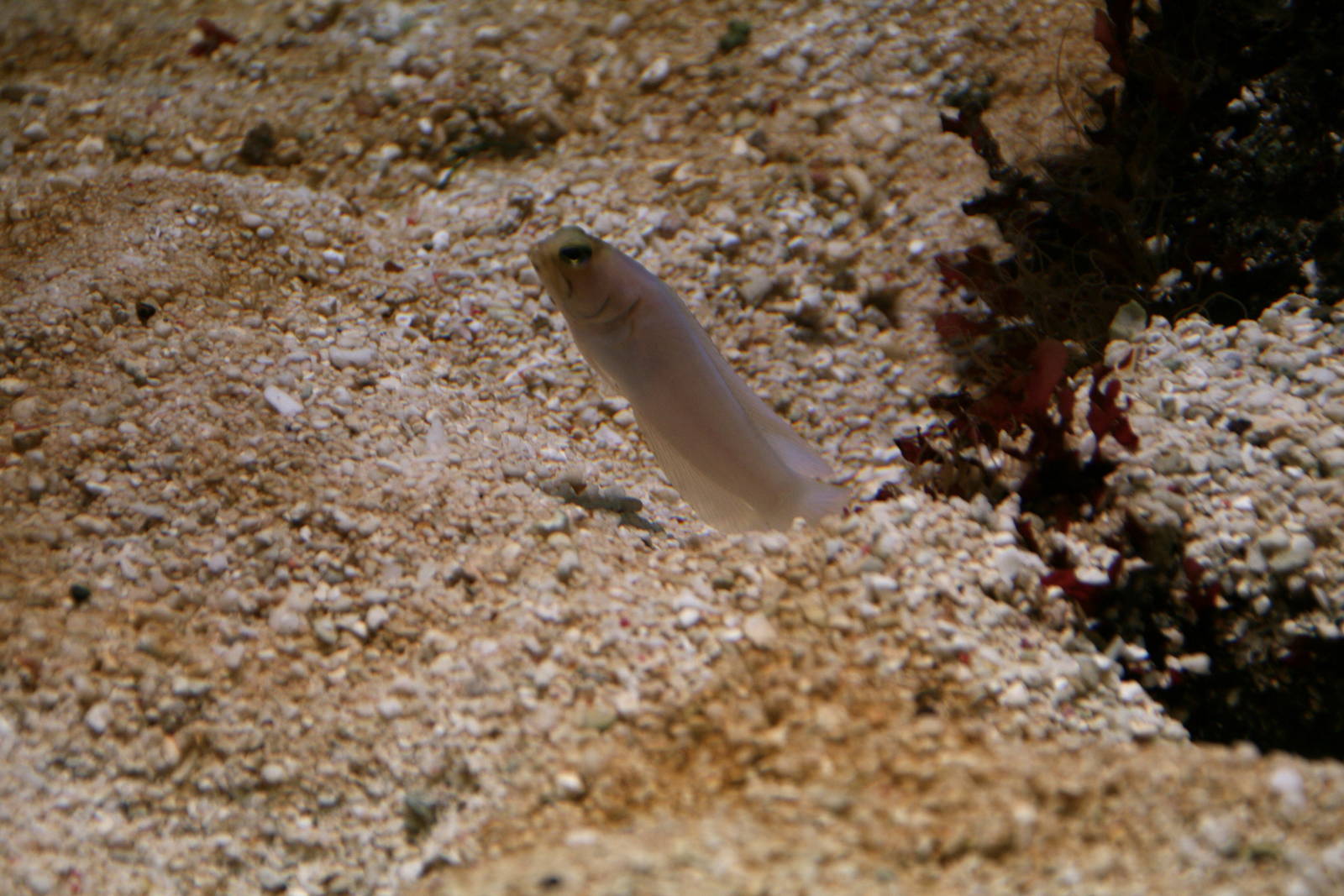 Jawfish