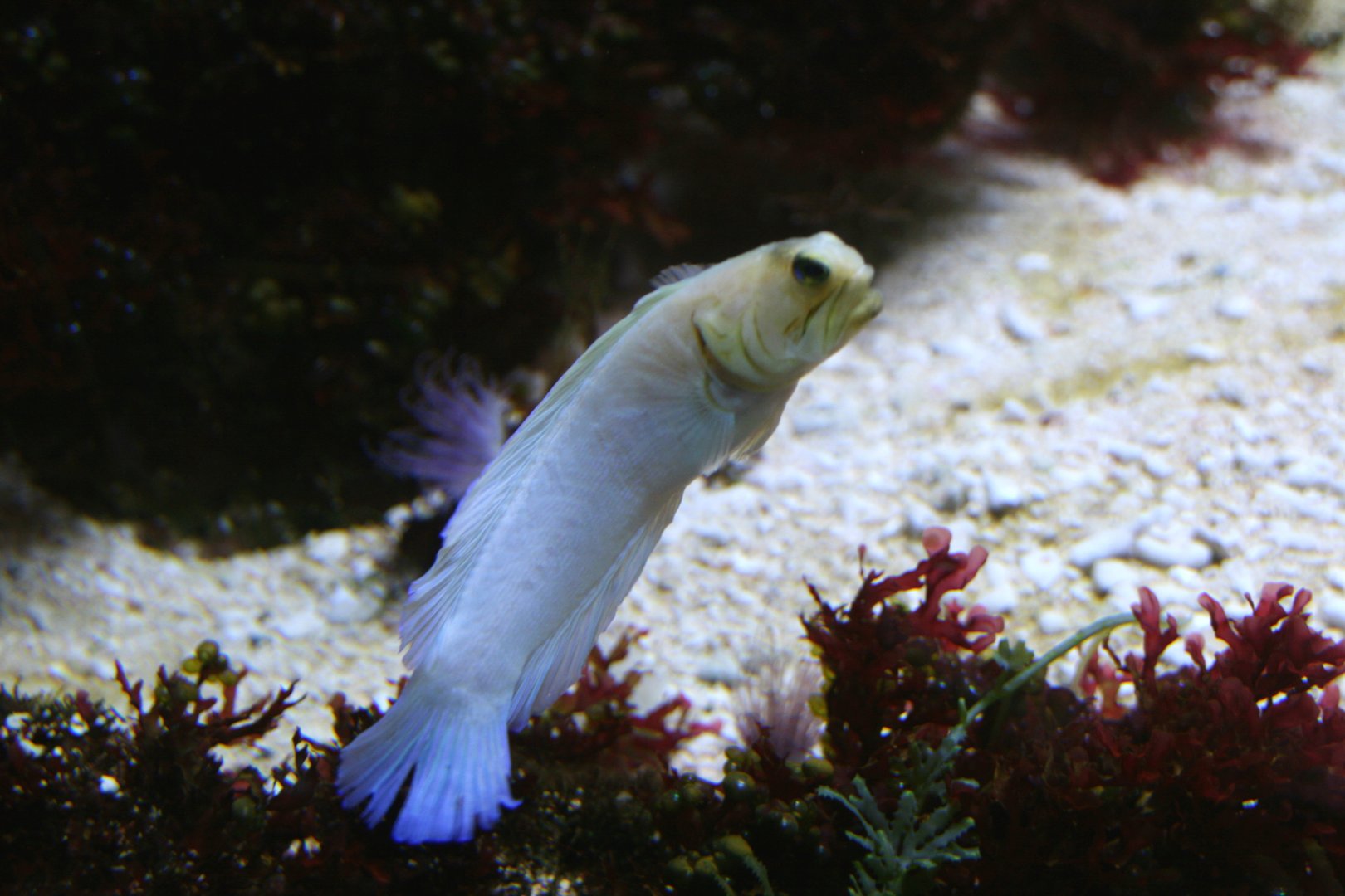 jawfish