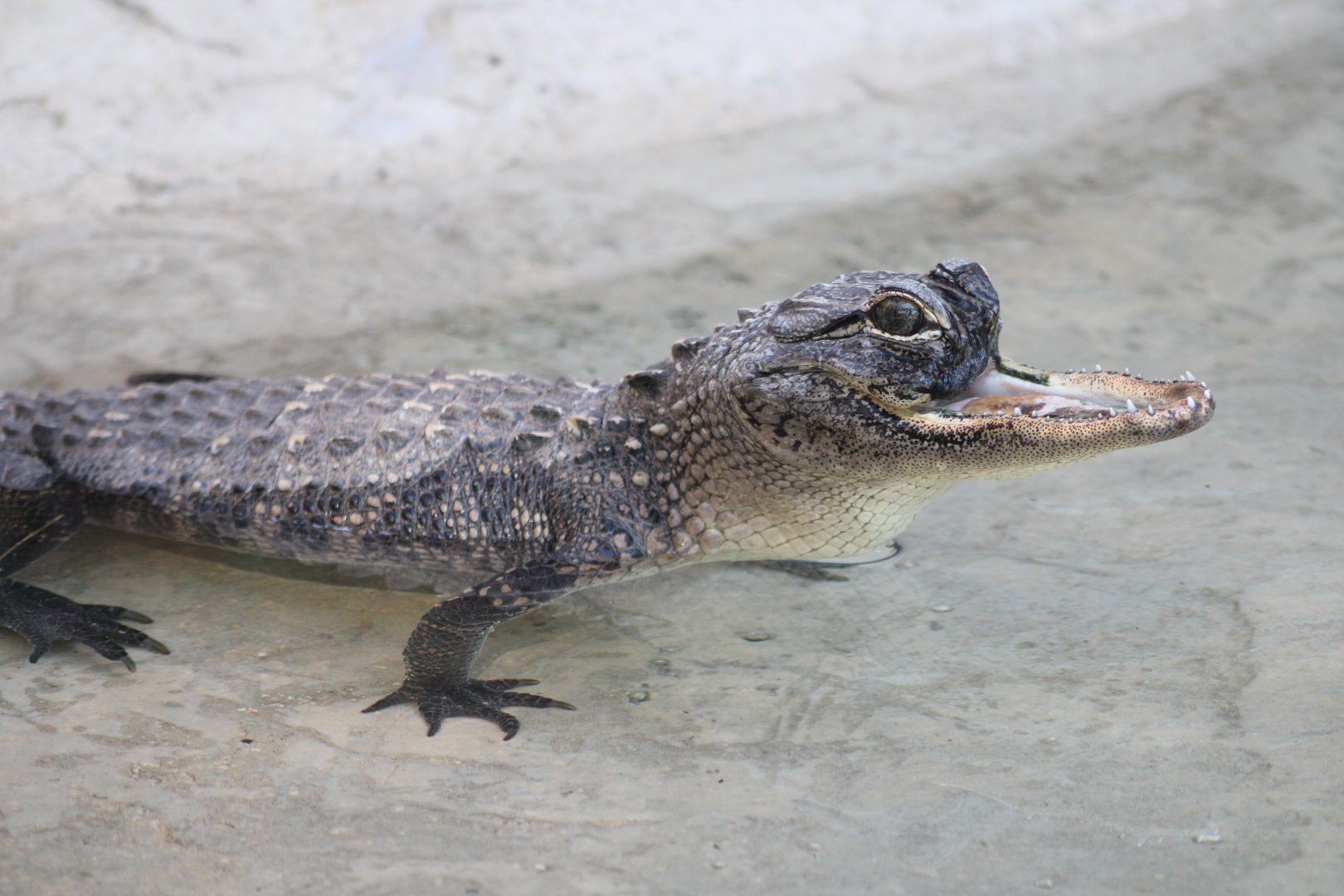 Jawlene the American Alligator (Alligator mississippiensis)