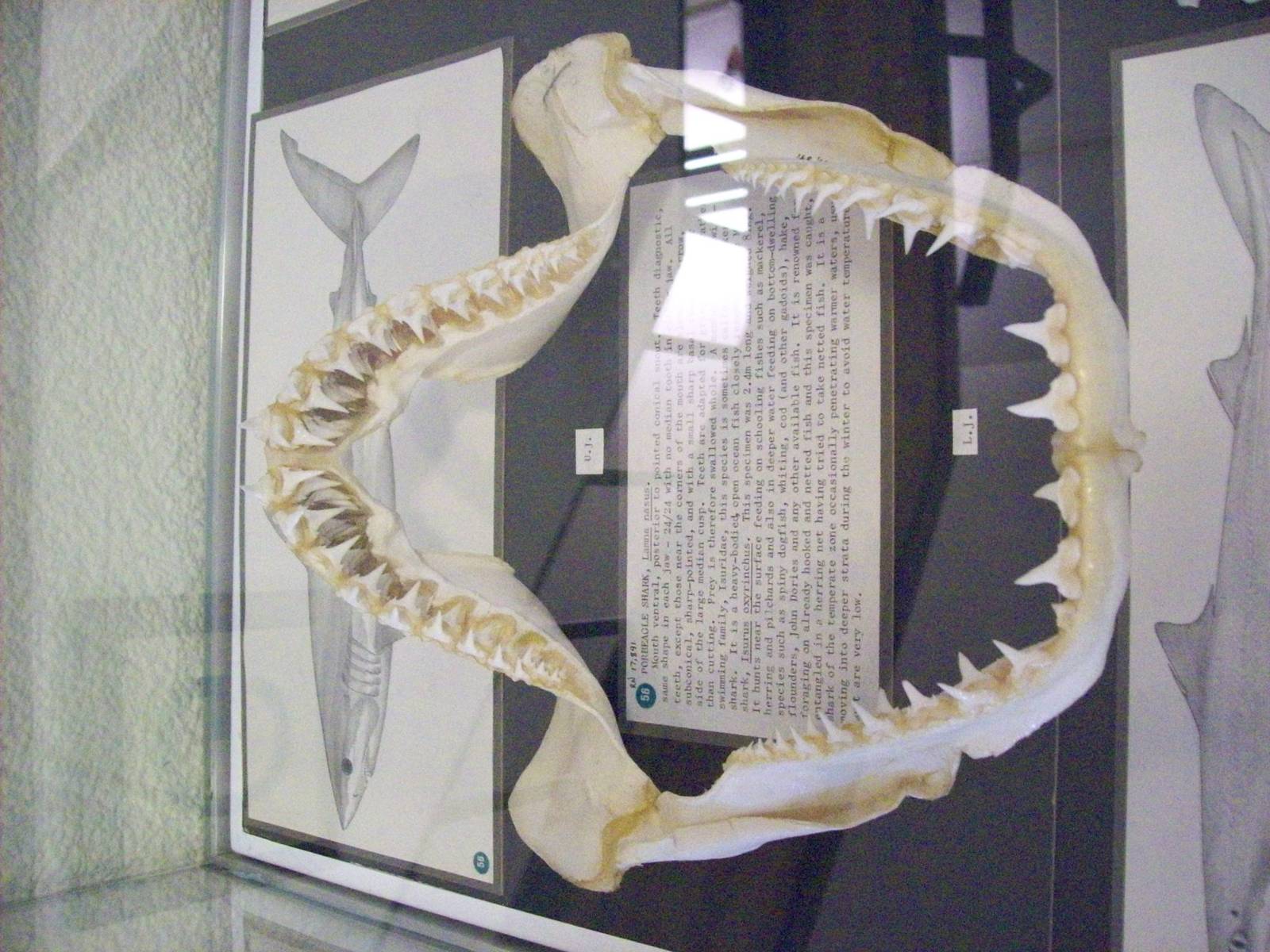 Jaws and illustration of porbeagle shark (Aberdeen zoology museum)
