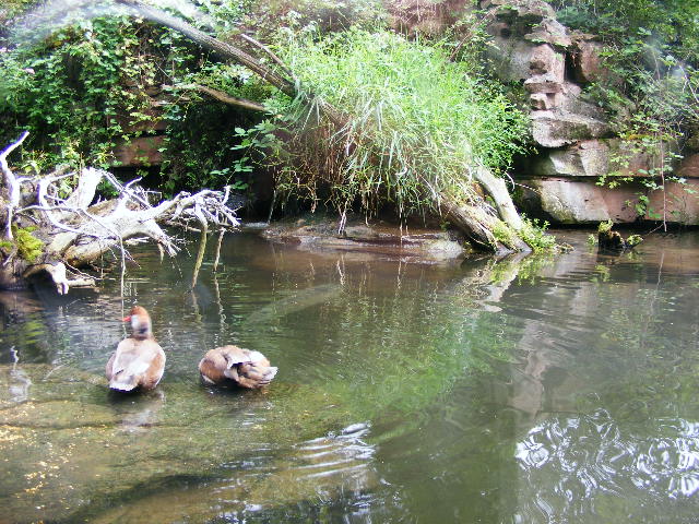 Jaws without jaws Acipenser stellatus
