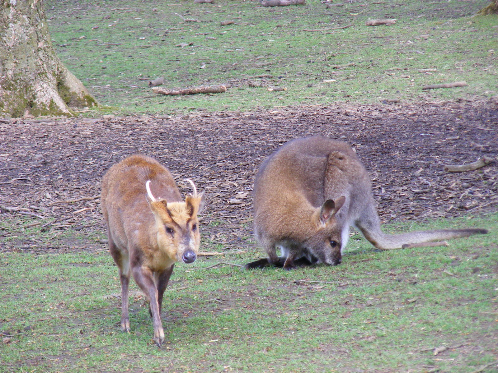 Jax the Reeves muntjac and Bennett's wallaby at Manor House Wildlife Park,