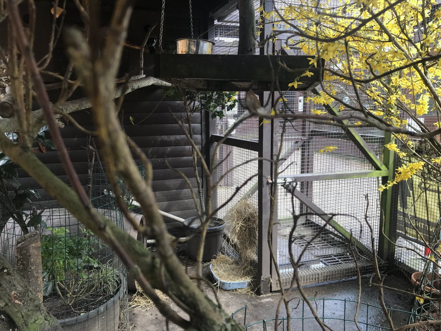 Jay and rabbit enclosure