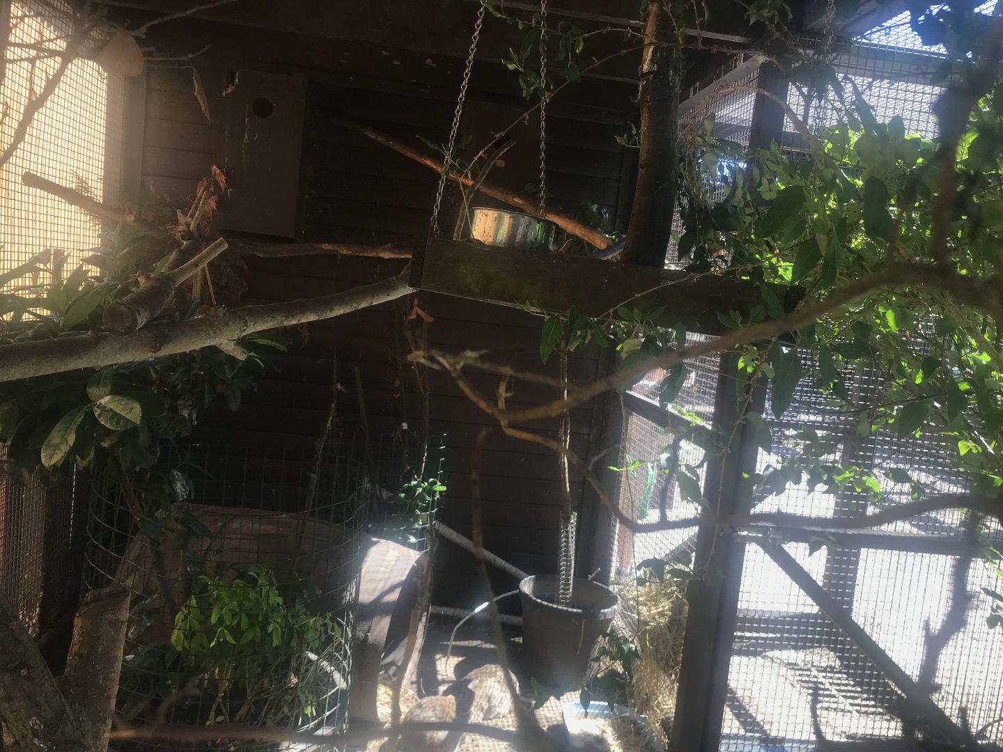 Jay and rabbit enclosure