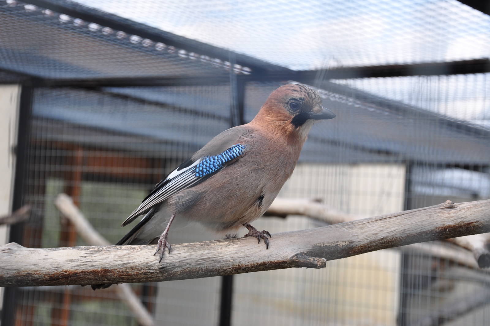 Jay/ Garrulus glandarius brandtii
