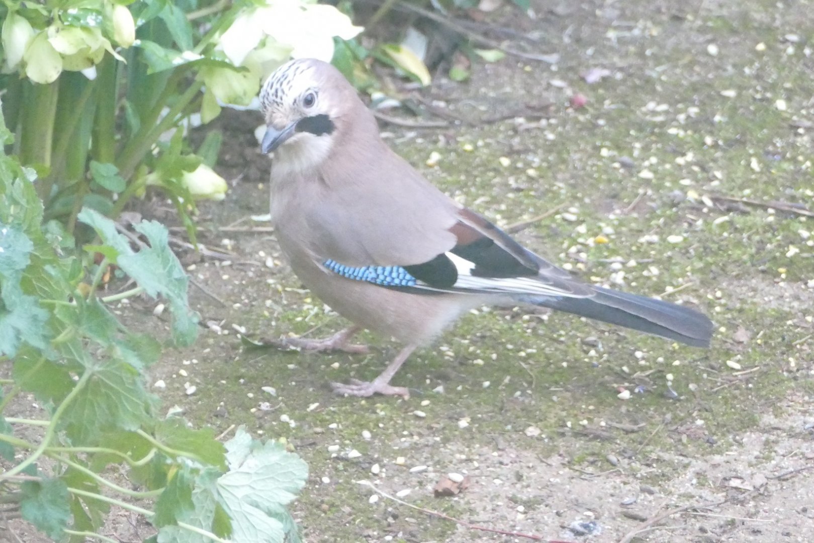 Jay, Paignton, 10 February 2021