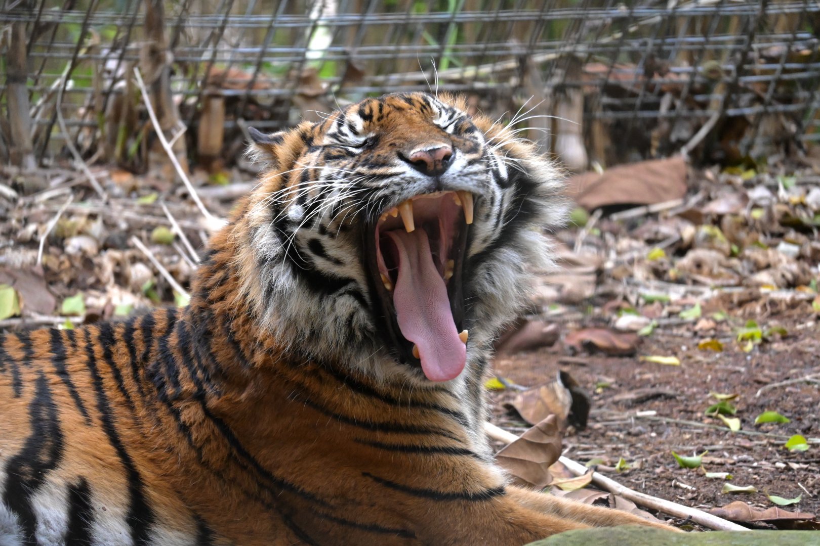 Jaya-2/6/25-Sumatran Tiger