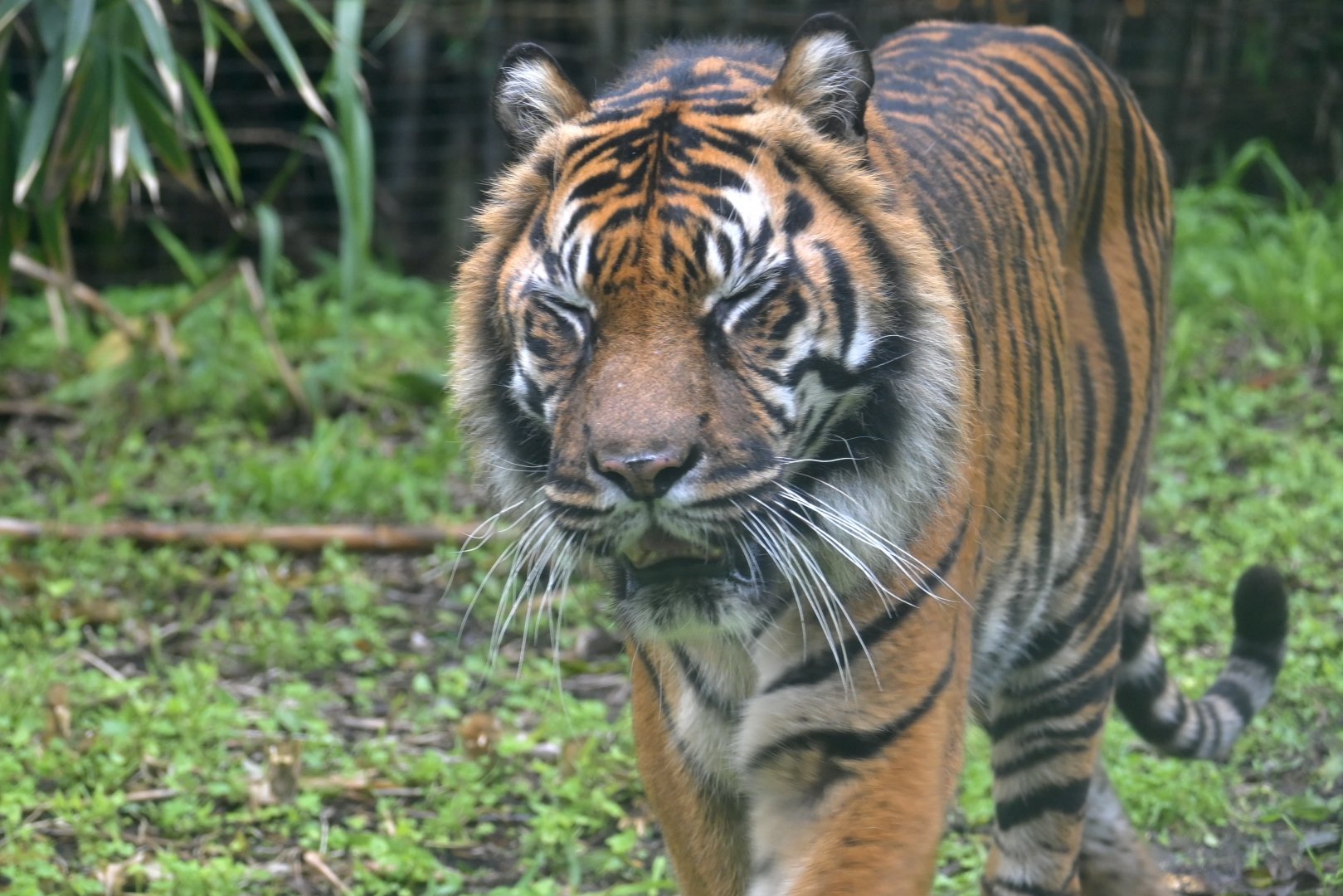 Jaya-Sumatran Tiger 19/7/25