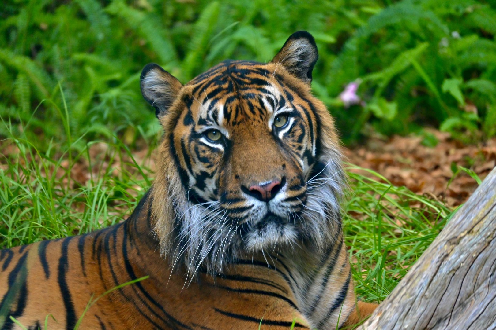 Jaya-Sumatran Tiger-3/4/25