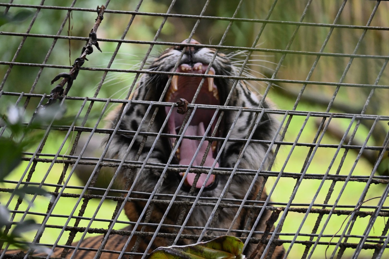 Jaya- Sumatran Tiger- 7/2025