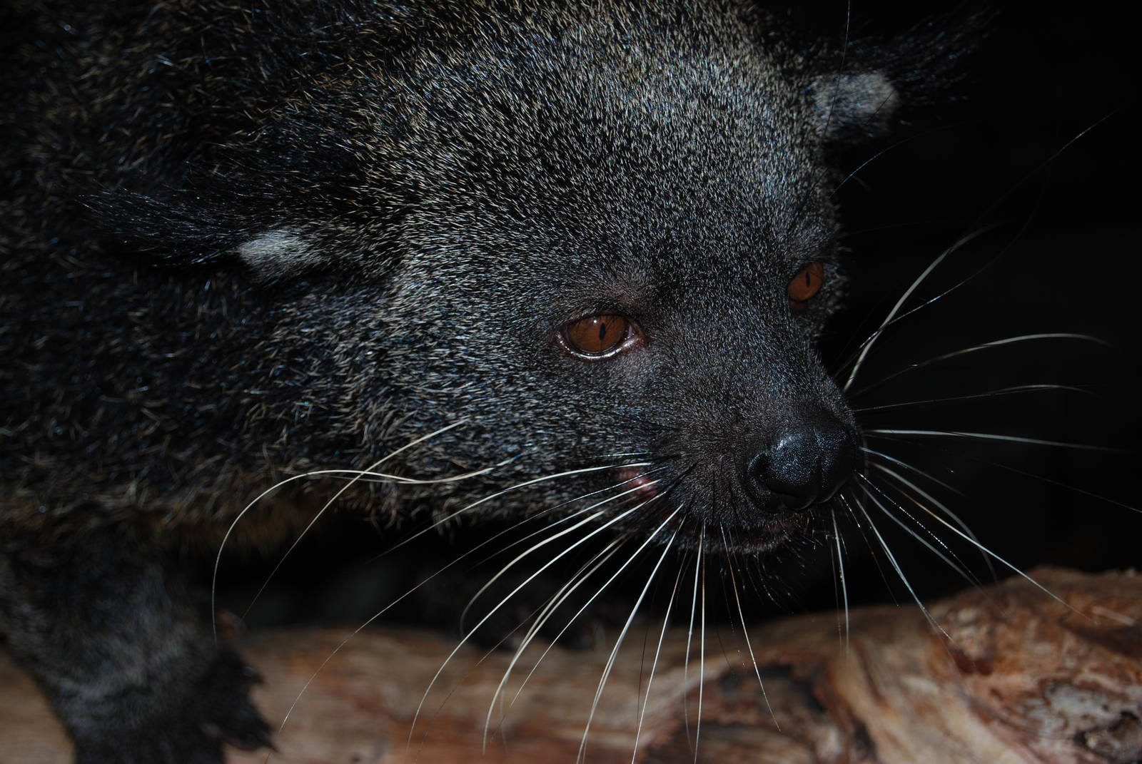 Jaya the Binturong
