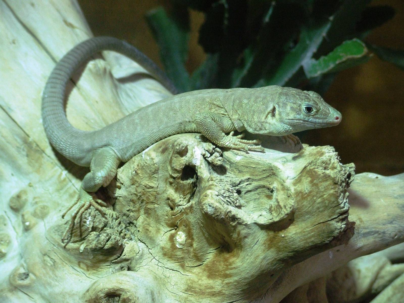 Jayakar Lizard at Hannover, 23/03/13