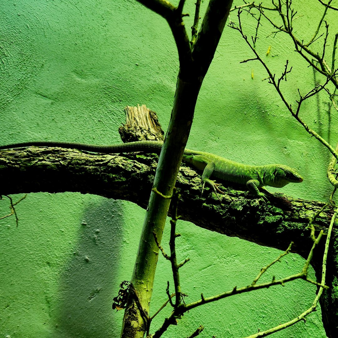 Jayakar Lizard (Omanosaura jayakari)