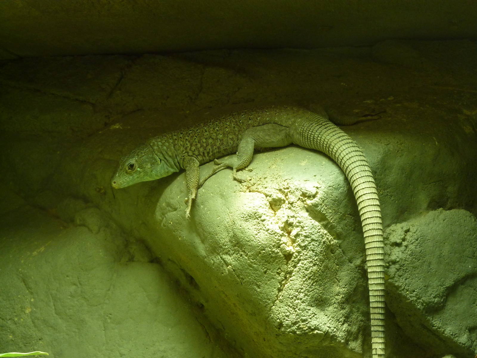 Jayakar's lizard, December 2011.