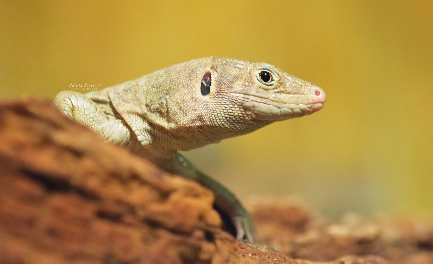 Jayakar's lizard (Omanosaura jayakari)